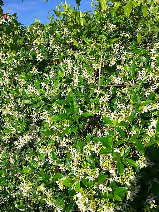 Nelson - Trees Shrubs &amp Evergreens Plant Food for In-Ground Containers &amp Patios Granular Fertilizer NutriStar 21-6-8 (25 lb.)